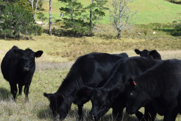 Australian-Lowline-image