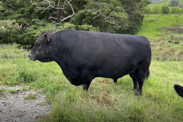 Oakridge-Farm-image3