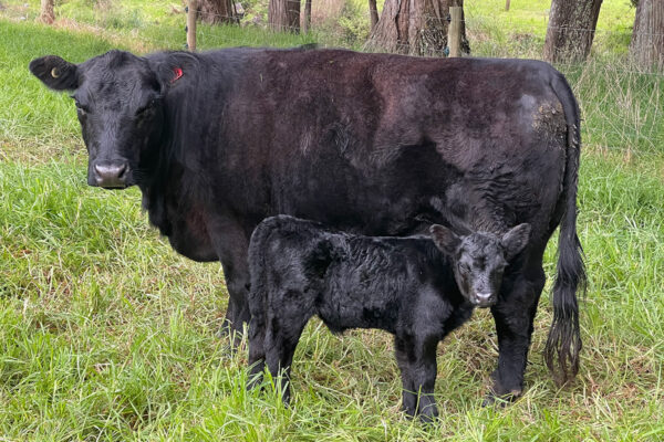 Oakridge Farm Gallery 13